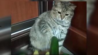 网红小猫吃瓜,萌态十足引网友热议