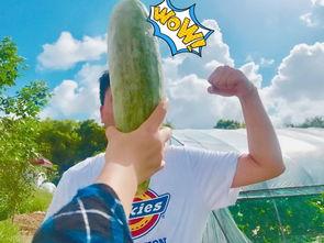 网红吃瓜群众聚集地,吃瓜群众的狂欢盛宴