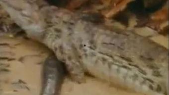 网红吃瓜鳄鱼视频,惊险瞬间引网友热议