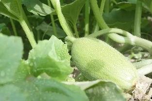 新疆网红吃瓜事件,揭秘网络热点的背后真相