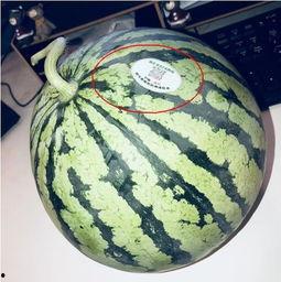 网红动感吃瓜,揭秘网络红人的美食狂欢