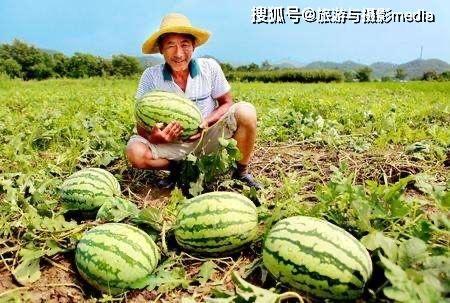 瓜农吃瓜网院长,揭秘瓜农背后的故事与智慧