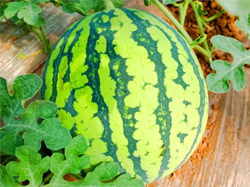 哪里有吃瓜网,网络热点追踪者的秘密基地