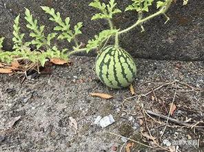 吃瓜网红照片怎么拍不了,网红吃瓜照片为何难以捕捉